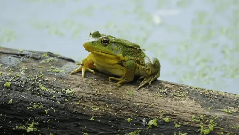 Kermit KMP Logging 1.0